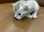 chilly - Bengal Kitten For Sale - Denver&comma; CO&comma; US