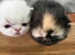 Persian litter different kittens - Persian Kitten For Sale - Altamonte Springs&comma; FL&comma; US