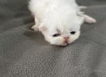 Exotic litter LH and SH - Exotic Kitten For Sale - 