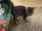 Baby Boy - Egyptian Mau Kitten For Sale - San Jose&comma; CA&comma; US
