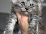 Ash - Maine Coon Kitten For Sale - Punta Gorda&comma; FL&comma; US