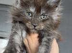 Lycan - Maine Coon Kitten For Sale - Punta Gorda&comma; FL&comma; US
