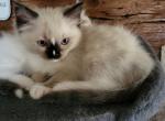 Tatertot - Ragdoll Kitten For Sale - 