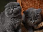 Billy &Buster - Scottish Fold Kitten For Sale - North Richland Hills&comma; TX&comma; US