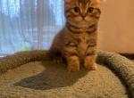 Orange Tabby Scottish Fold Female kitten - Scottish Fold Kitten For Sale - Tacoma&comma; WA&comma; US