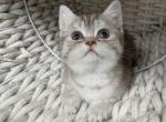 Tiger Scottish kitten - Scottish Straight Kitten For Sale - Tacoma&comma; WA&comma; US