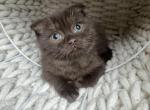 Luck Chocolate Scottish Fold kitten - Scottish Fold Kitten For Sale - Tacoma&comma; WA&comma; US