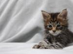 Tiger - Maine Coon Kitten For Sale - IN&comma; US