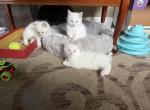 Mimi Rosie Sammy - Ragdoll Kitten For Sale - Portland&comma; OR&comma; US