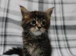 Leo - Maine Coon Kitten For Sale - IN&comma; US