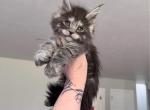 Sinon litter smokes - Maine Coon Kitten For Sale - WA&comma; US