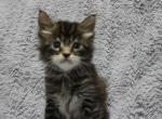 Atlas - Maine Coon Kitten For Sale - 