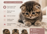 Hilo - Scottish Fold Kitten For Sale - Manhattan Beach&comma; CA&comma; US