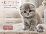 Milo - Scottish Fold Kitten For Sale - Manhattan Beach&comma; CA&comma; US