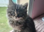 Sunny - Domestic Kitten For Sale - Grove City&comma; OH&comma; US