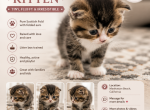 Wilo - Scottish Fold Kitten For Sale - 