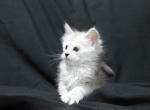 Grace - Maine Coon Kitten For Sale - 