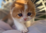 Rudy - Scottish Fold Kitten For Sale - Omaha&comma; NE&comma; US