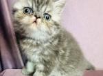 Alfie - Exotic Kitten For Sale - Philadelphia&comma; PA&comma; US