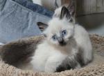 Balinese Lynx and seal points - Balinese Kitten For Sale - 