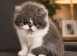 Zee - Persian Kitten For Sale - 