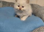 Ragdoll kittens - Ragdoll Kitten For Sale - MI&comma; US
