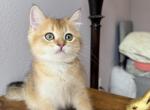 Teddy - Scottish Straight Kitten For Sale - Champions Gate&comma; FL&comma; US