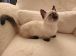 Lily - Munchkin Kitten For Sale - Tucson&comma; AZ&comma; US