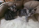 Jinx & Benny - Bengal Kitten For Sale - Lincoln&comma; NE&comma; US