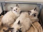 Traditional Litter - Ragdoll Kitten For Sale - Ionia&comma; MI&comma; US