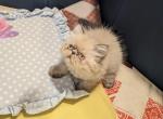 Himalayan Persians - Himalayan Kitten For Sale