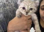 Divine snow Queen - Highlander Kitten For Sale - Laingsburg&comma; MI&comma; US