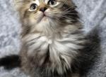 Spring is here - Domestic Kitten For Sale - Salem&comma; NH&comma; US