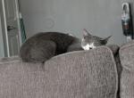 Freya - Domestic Kitten For Adoption - Columbia&comma; SC&comma; US
