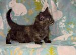 Shorty - Munchkin Kitten For Sale - San Diego&comma; CA&comma; US