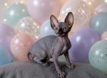 Lana - Sphynx Kitten For Sale - Brooklyn&comma; NY&comma; US