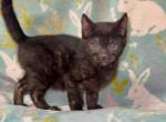 Black panther - Bengal Kitten For Sale - San Diego&comma; CA&comma; US