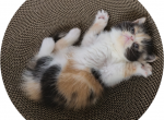 Exotic Shorthair Kittens - Exotic Kitten For Sale - Kansas City&comma; MO&comma; US