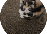 Exotic Shorthair Kittens - Exotic Kitten For Sale - Kansas City&comma; MO&comma; US
