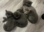 Latte Litter - Scottish Fold Kitten For Sale - 