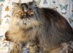 Champion Kitty Parties Butterfly - Persian Cat For Adoption - CA&comma; US