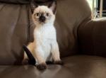 LUNA - Siamese Kitten For Sale - Morristown&comma; NJ&comma; US