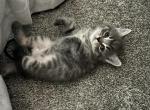 Daisy - Scottish Fold Kitten For Sale - 