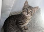 Adorable Kittens - Maine Coon Kitten For Sale - Littleton&comma; MA&comma; US