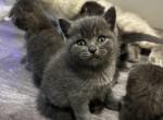 Leo - Scottish Fold Kitten For Sale - 