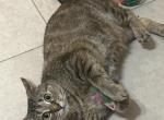 Chiquita - Domestic Cat For Adoption - FL&comma; US
