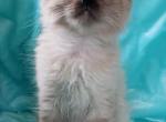 Winnie Seal Point Ragdoll - Ragdoll Kitten For Sale - Vandergrift&comma; PA&comma; US