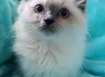 Coral Seal Point Ragdoll - Ragdoll Kitten For Sale - Vandergrift&comma; PA&comma; US