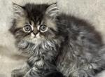 CFA FR07 Blue Smoke Tabby Cream Female - Persian Kitten For Sale - Lacey&comma; WA&comma; US