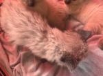 Siamese kittens - Siamese Kitten For Sale - Dearborn&comma; MI&comma; US